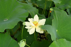 蓮の花,種類