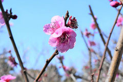 Japanese apricot