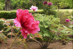 牡丹の花,ぼたん,種類