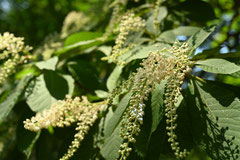 Plants that attract bees