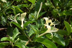 fragrant flower tree