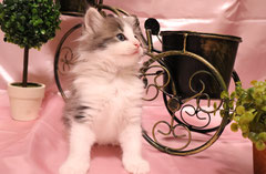 ノルウェージャンフォレストキャット子猫