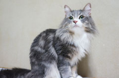 ノルウェージャンフォレストキャット