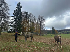 Neugierige Pferde...