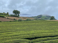 Teefelder