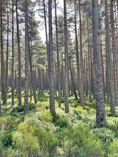 Dichte Wälder gilt es zu durchwandern.