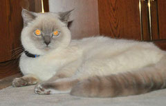 Katze, blue-point
