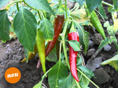 Peperoni