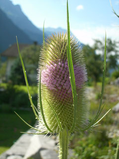 Wilde Karde "Dipsacus fullonum"