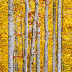 Christian Kapl - Herbstfarben im Böhmerwald