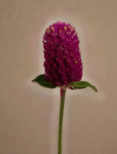 globe amaranth aura