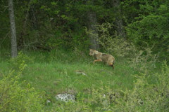 un loup sur l'herbe verte qui entre dans la forêt