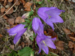 Große Glockenblume