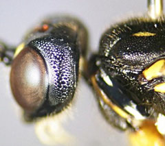 キスジクチキヒメバチ Cnastis vulgaris の頬 (Poemeniini族の特徴であるやすり状の歯が見える)