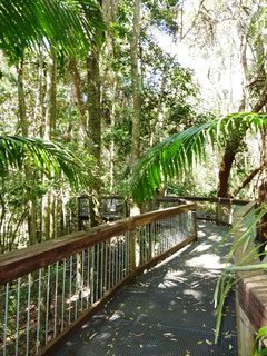 der Rainforest Bordwalk
