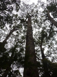 Großer Tingle Tree