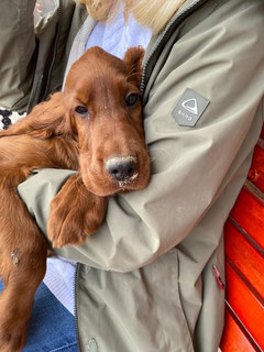 Ally, Irish Setter