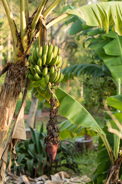 Bananen neben unserem Haus