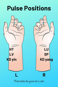 Pulse Positions in Traditional Chinese Medicine