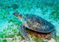 turtle guadeloupe