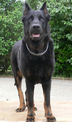 UDO, 5ans