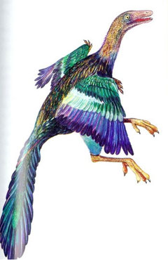 archaeopteryx