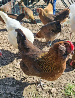 Die Hühner vom Könighof.