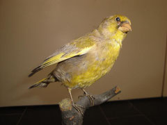 Goldammer
