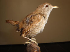 Zaunkönig