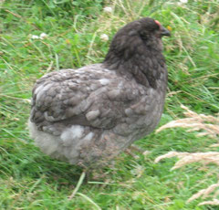 Araucana-Henne - grau