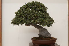 Leccio - Quercia Marina - Quercus Ilex