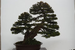 Taxus Baccata