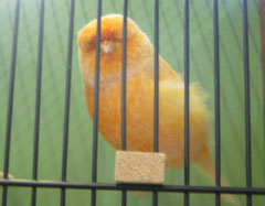 Ausstellung Spratzern 01 10 2015 Kanarien Sieberer