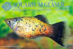 441983 Platy Wagtail Neon Green Leopard, Самец