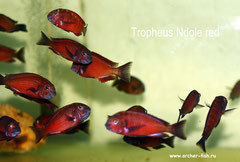 Tropheus Ndole Red