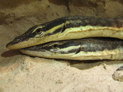 1.1 Varanus glauerti