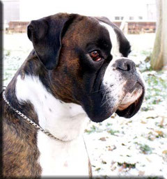 Duke vom Engelshof geb. 06.02.2003 gest.08.05.2009