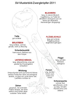 Gezeichnet von Benedikt Stammler, beschriftet von Heike Schmid nach den Vorgaben des Clubs.(copyright: Club der Engl. Groß- und Zwergkröpferzüchter)