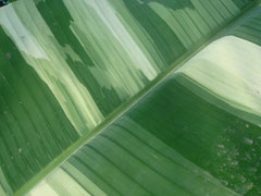 musa ae ae variegated