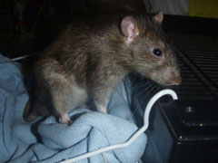 Rattie