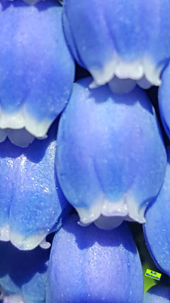 Nahaufnahme der bereits geöffneten, blauen Blütenglöckchen der Traubenhyazinthe Muscari im Frühlingssonnenschein von K.D. Michaelis