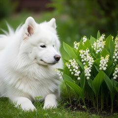 un samoyède couché prés d'une plantation de muguet fleur toxique pour le chien le chiot par coach canin 16 educateur canin en charente