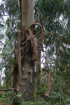 la végétation nous surprend: ce sont des eucalyptus