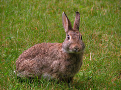 Wildkaninchen (Oryctolagus cuniculus)
