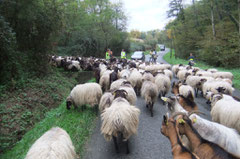 bifurcation forestière vers le Bois de Madame