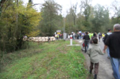 La transhumance quitte la route de Lasseube pour se diriger vers le Bois du Laring.