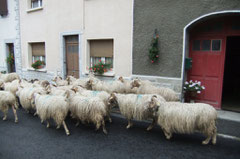 À Urdos, les géranium n'ont qu'à bien se tenir !