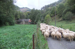 Dernier morceau de plat à la Borde Salenouve