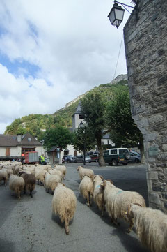 Les brebis s'échappent de la Maison de l'Ours...