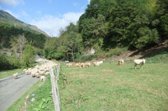 Les vaches s'imaginant voir passer le train...